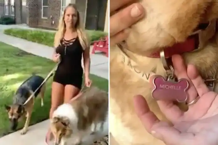 Acosador collar de perro