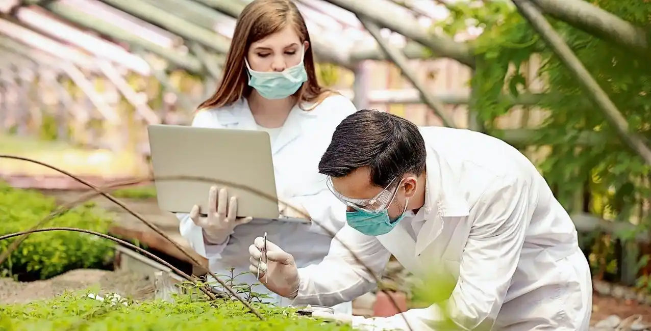 La vacuna vegetal anticovid tuvo una eficacia del 71% incluso