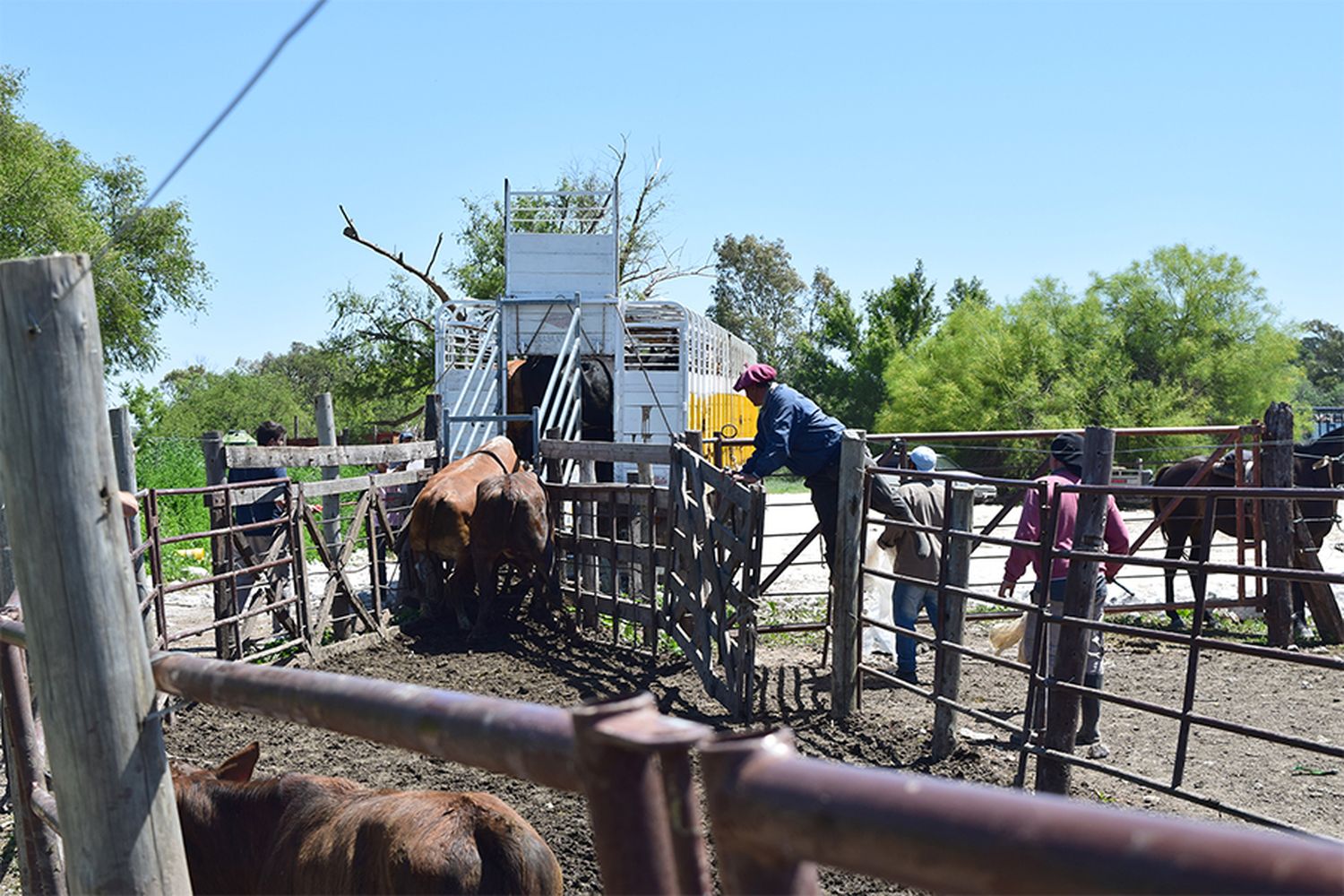 Funcionarios provinciales estimaron que el 50 por ciento de la hacienda comprometida por la creciente del río ya fue trasladada.