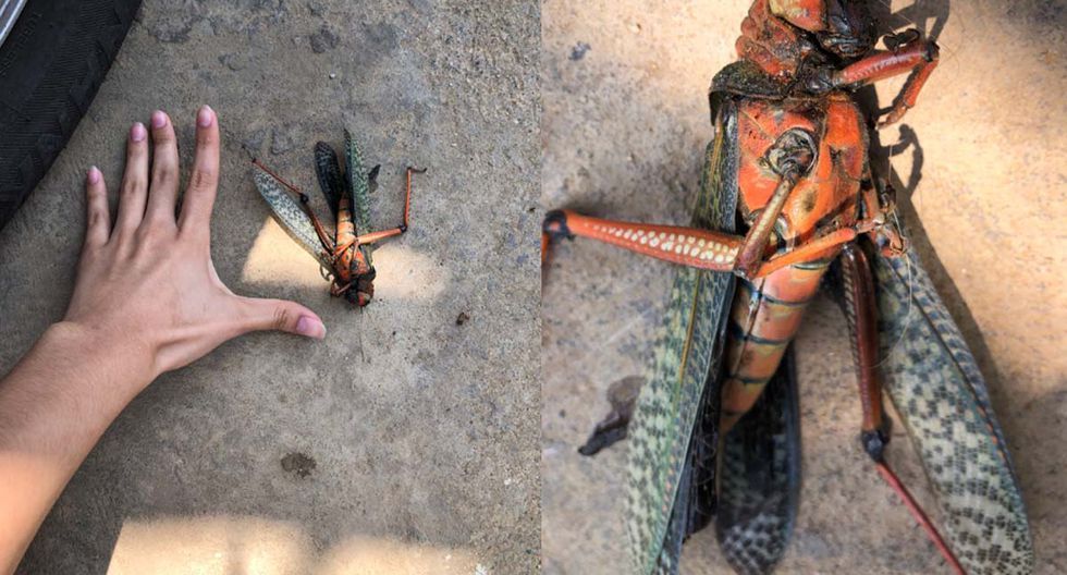 ¡Apareció en Venezuela! El terrorífico insecto que causó impacto en redes sociales