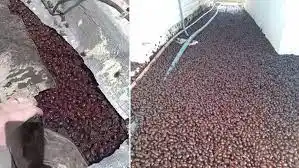 ¡CAEN COMO GRANIZO! Por ola de calor millones de escarabajos invaden una ciudad argentina