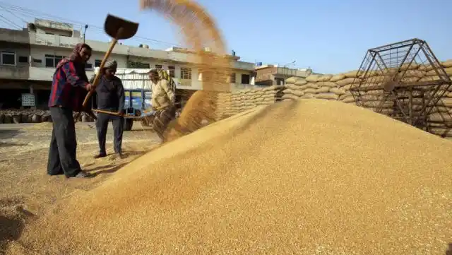 La cosecha de trigo, otra gran esperanza para obtener dólares