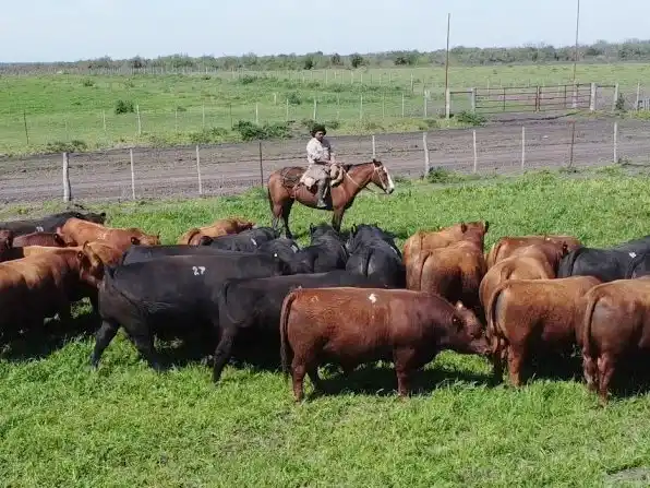 El agro aporta casi dos pesos, de cada 10 que genera la economía