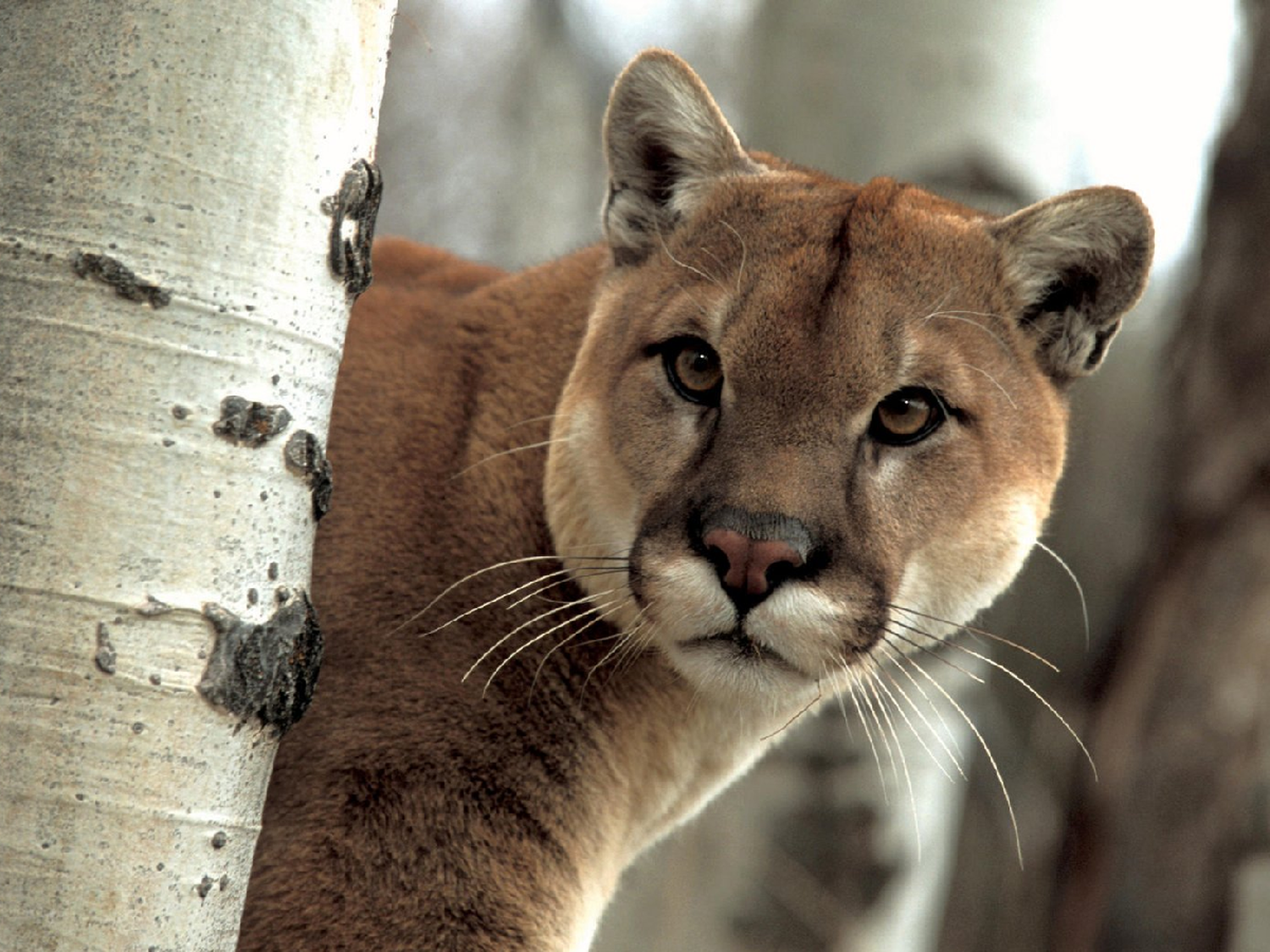 Buscan a tres pumas que se escaparon tras la tormenta