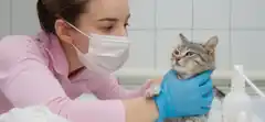 Los veterinarios como "barrera" sanitaria