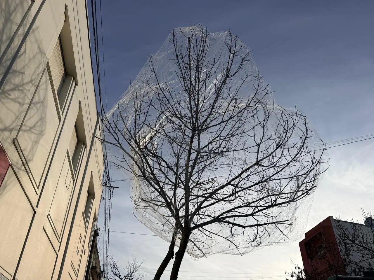Instalaron más redes "antipájaros" en árboles del centro para reducir la concentración de aves