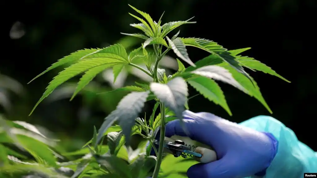 Ecuador debate aborto y uso medicinal del cannabis