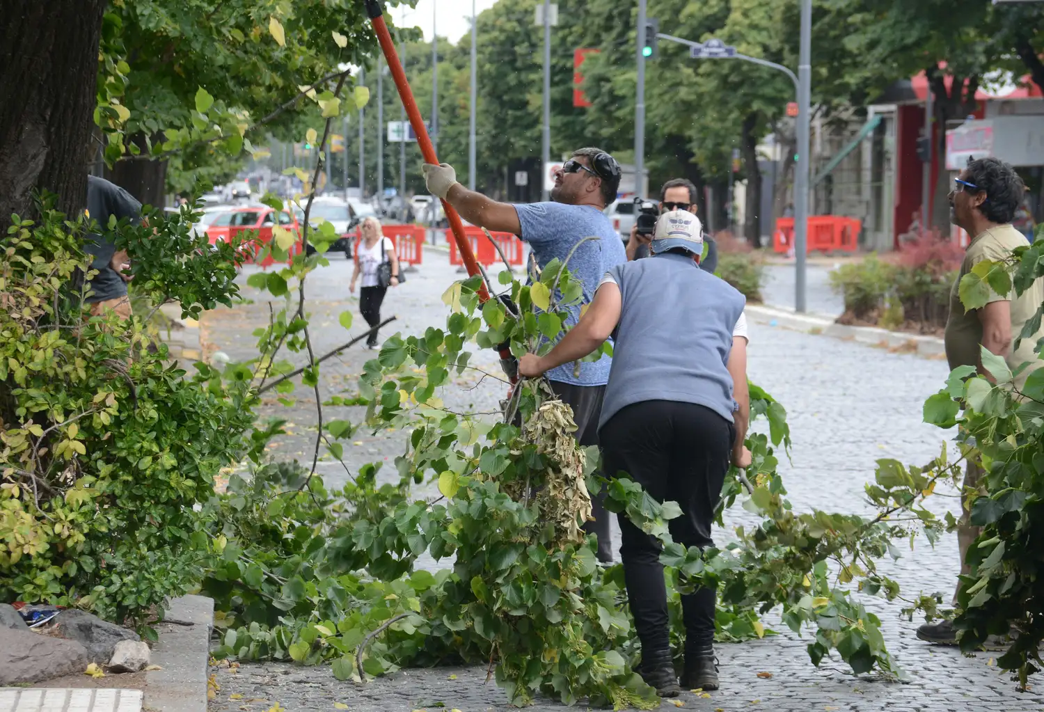 Personal de la Dirección General de Espacios Verdes Públicos realizando tareas de poda en avenida Colón.