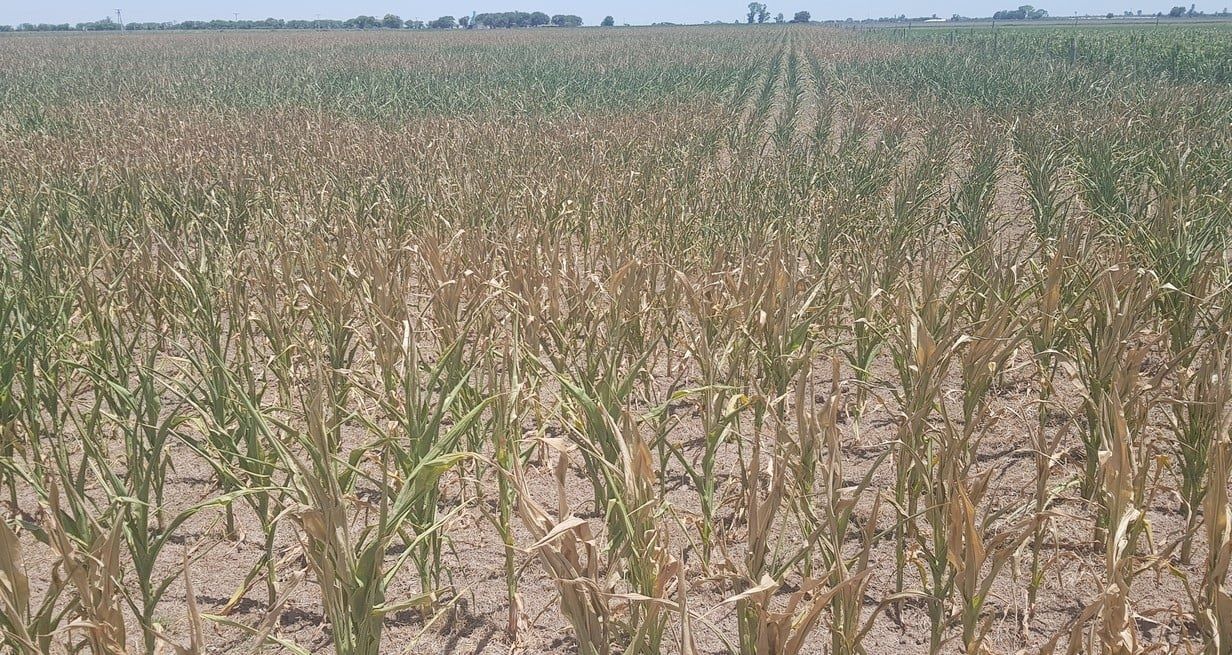 Sequía: la provincia de Santa Fe prorrogó la emergencia agropecuaria