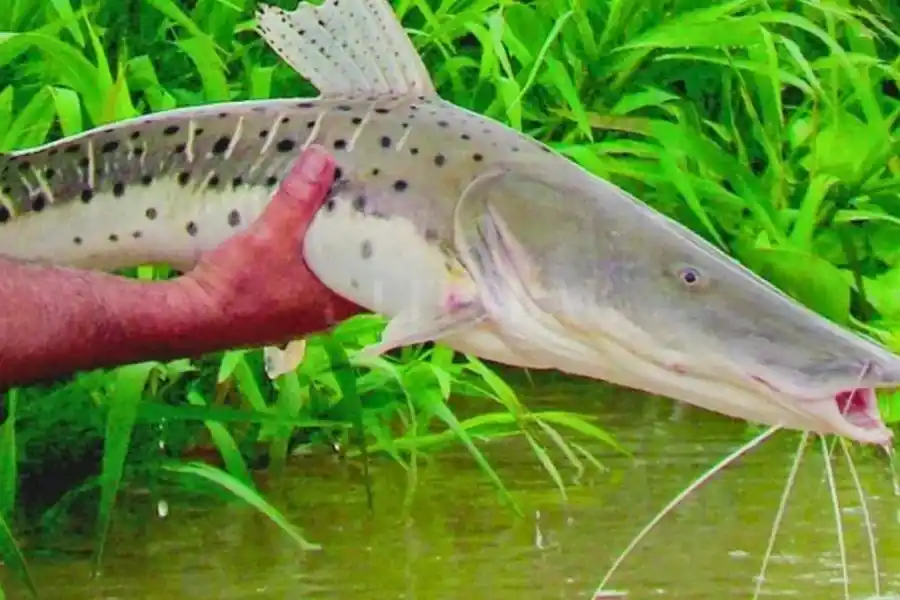 Prohibido hasta 2025: comenzó a regir la veda del Surubí en la provincia de Santa Fe