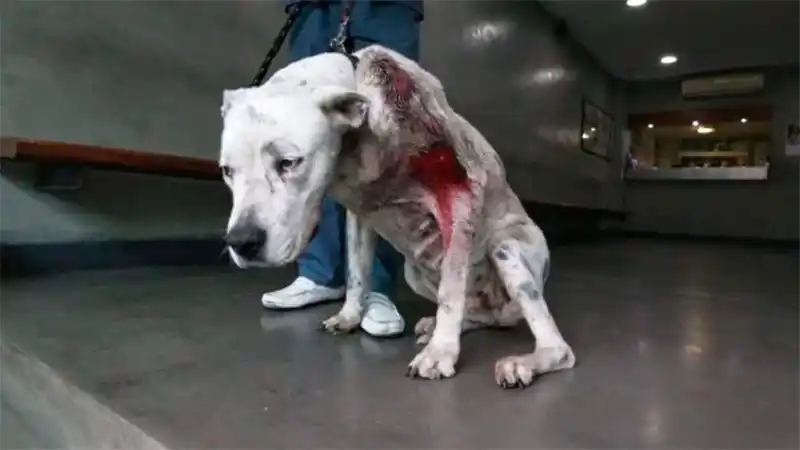 Perra terminó herida de bala tras defender a su familia de ladrones armados