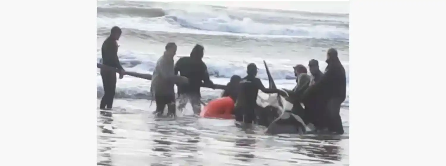 Rescataron una orca que había varado en Punta Mogotes