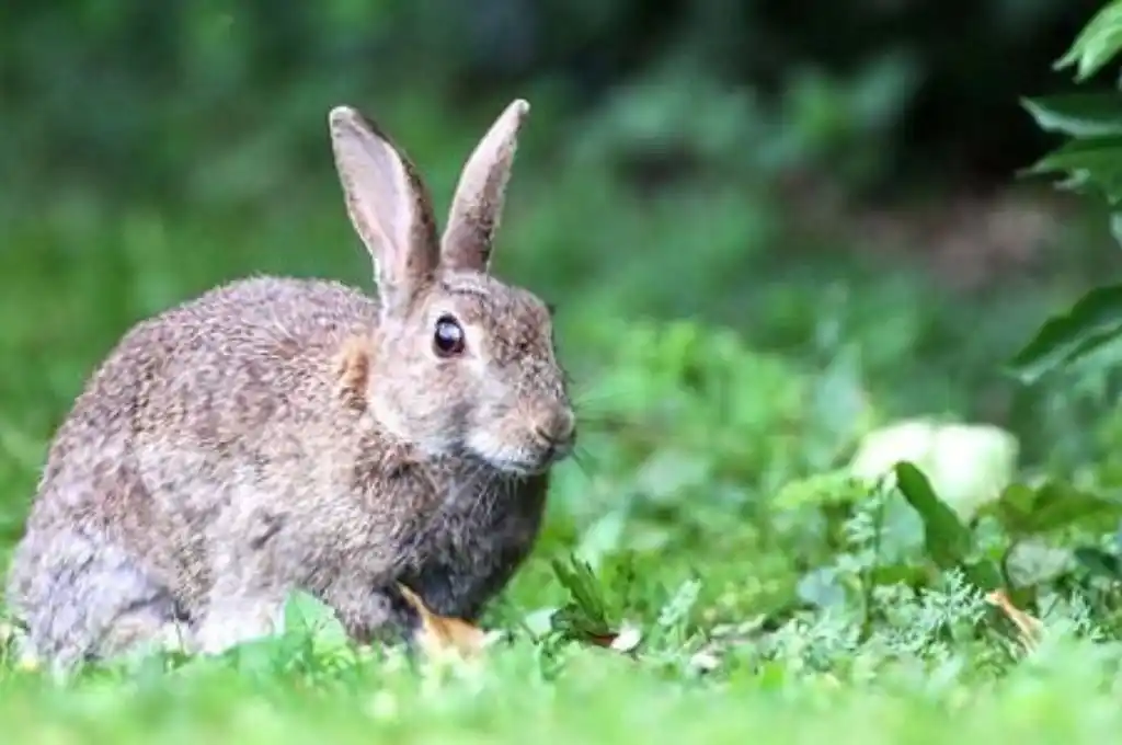 Ushuaia, erradicarán conejos silvestres por riesgo ambiental