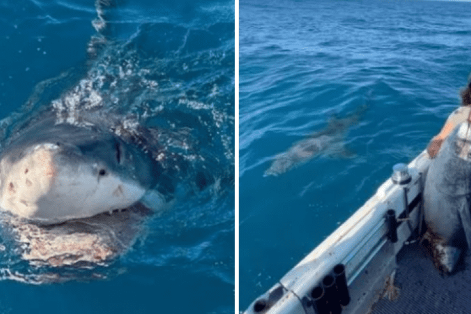 VIDEO | Un enorme tiburón blanco saltó y le "robó" el atún que había pescado