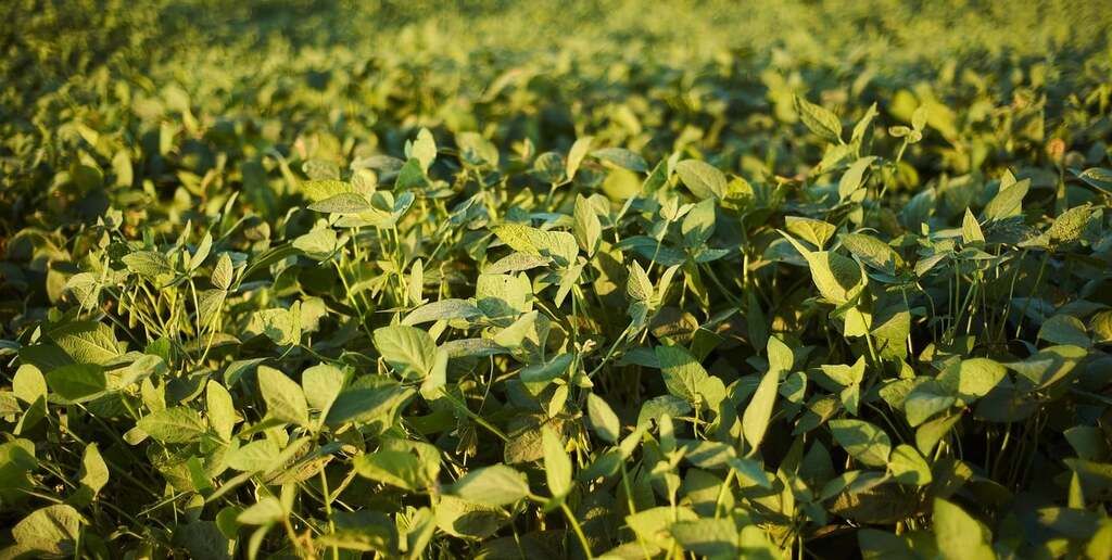 La falta de lluvias que afecta a gran parte de la región núcleo desde fines de diciembre pone en jaque el rinde potencial.