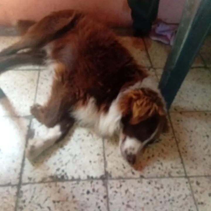 Buscan al perro Marrón
