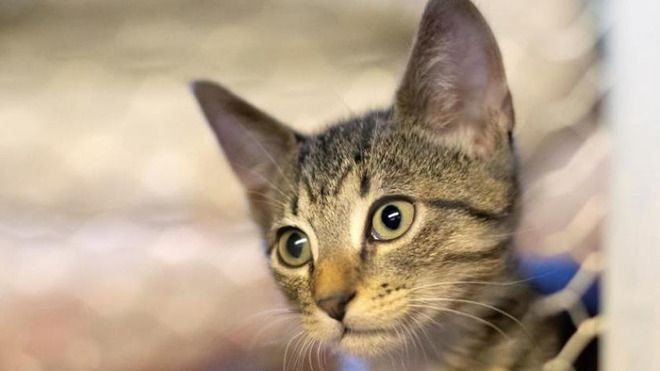 Lanzaron un mapa interactivo que permite ver los lugares de protección animal de cada ciudad