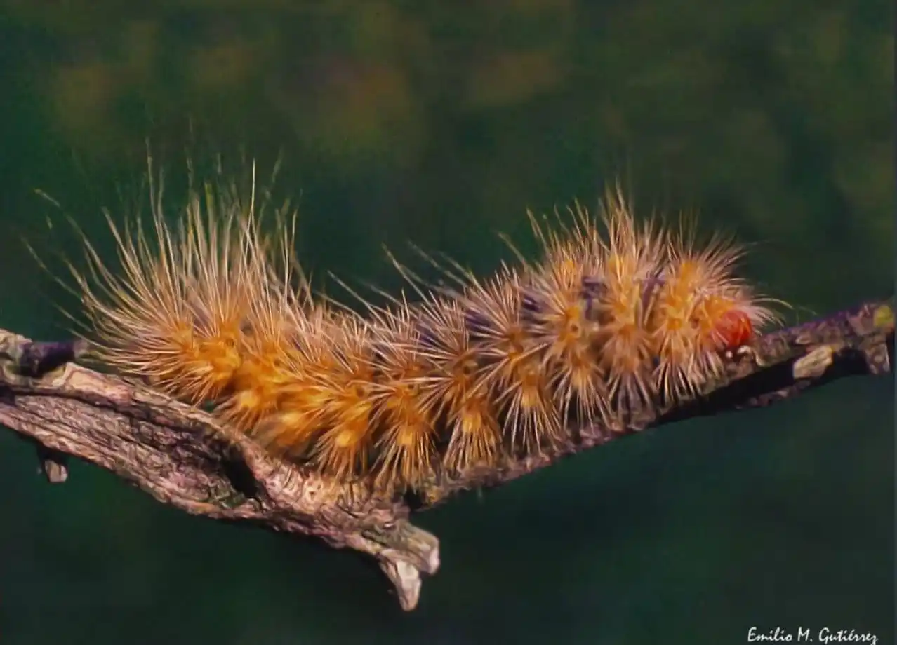 El fotógrafo chascomunense Emilio Mariano Gutiérrez recibió triple reconocimiento internacional por su obra “Oruga”