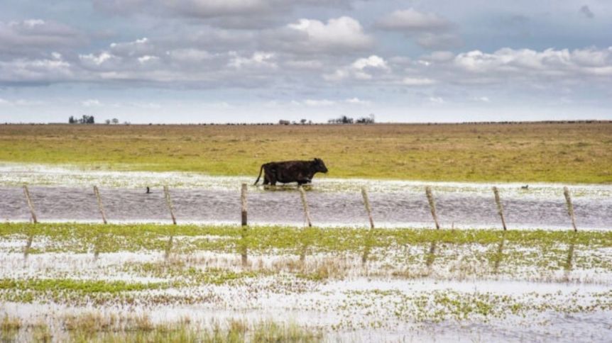 Declaran “desastre agropecuario” en Pehuajó por las inundaciones