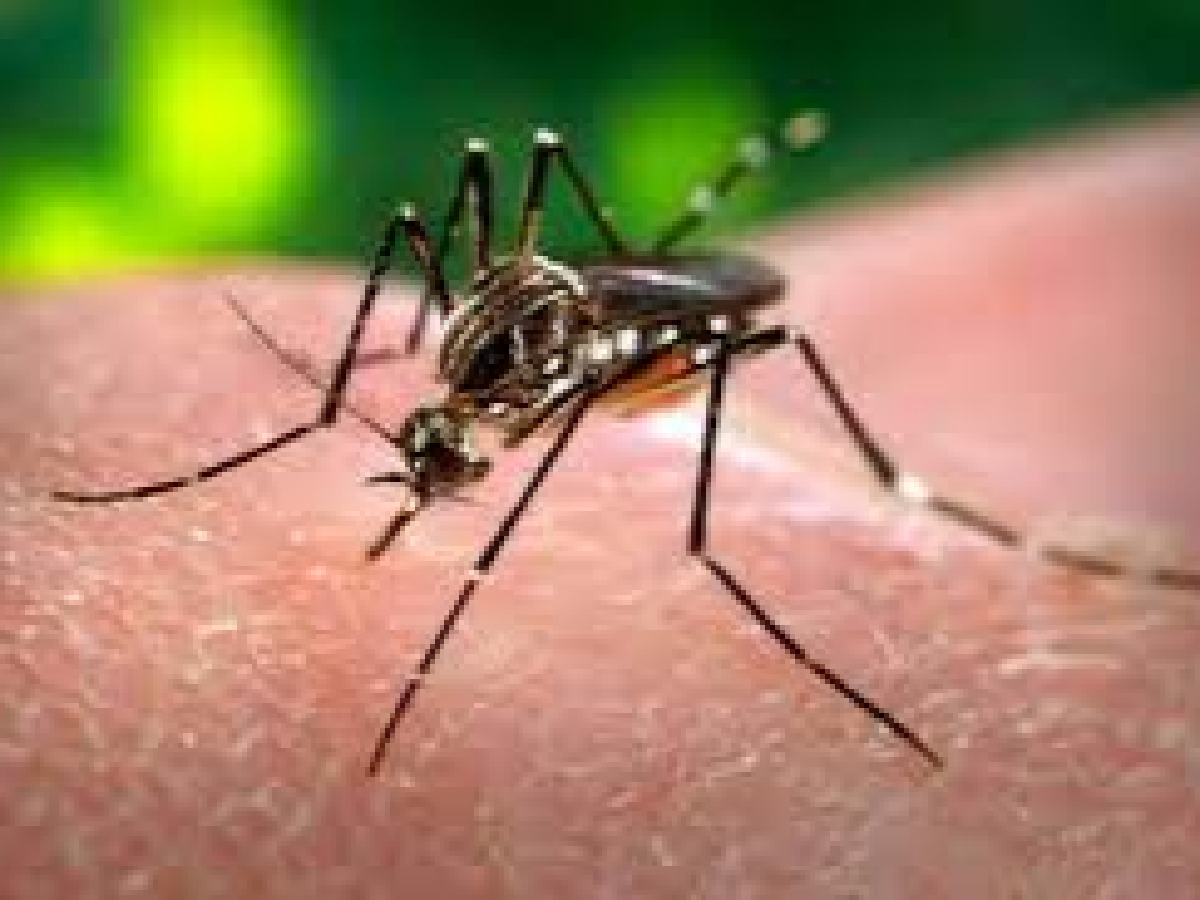 Dengue en Córdoba: la tendencia sigue a la baja, pero piden seguir previniendo