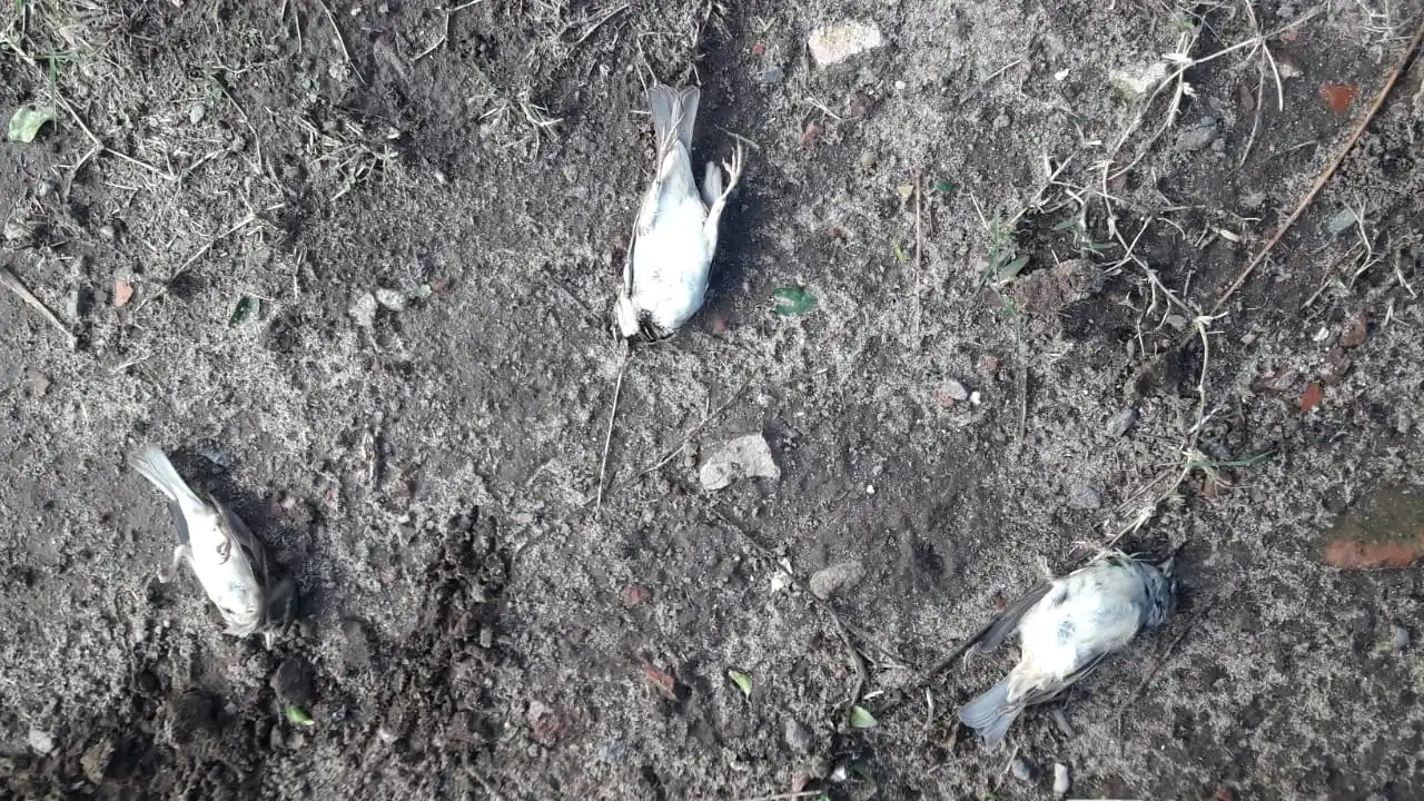 Villa Igoillo: vecinos denunciaron muerte de perros y pájaros