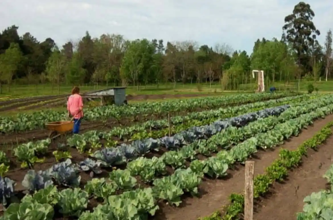 Impulsan proyecto de desarrollo hortícola en Concordia