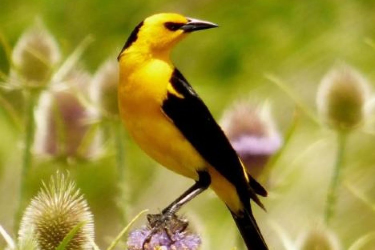 Gualeguaychú firmó un convenio con Aves Argentinas para la protección de una especie en peligro de extinción