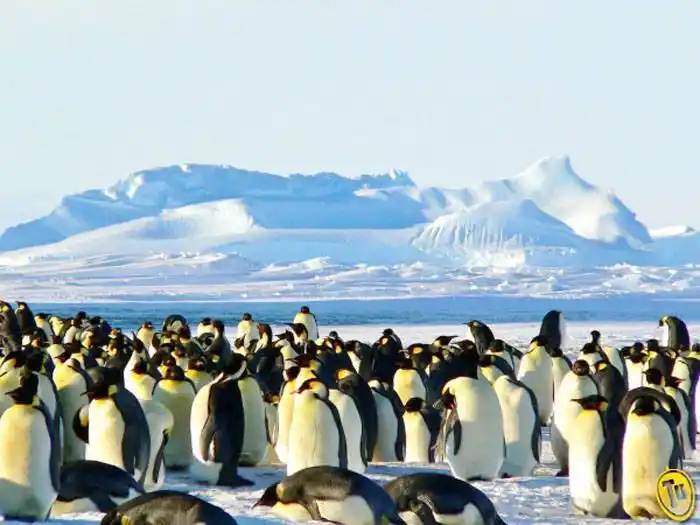 Hallaron una colonia de 500  pingüinos emperador en la Antártida