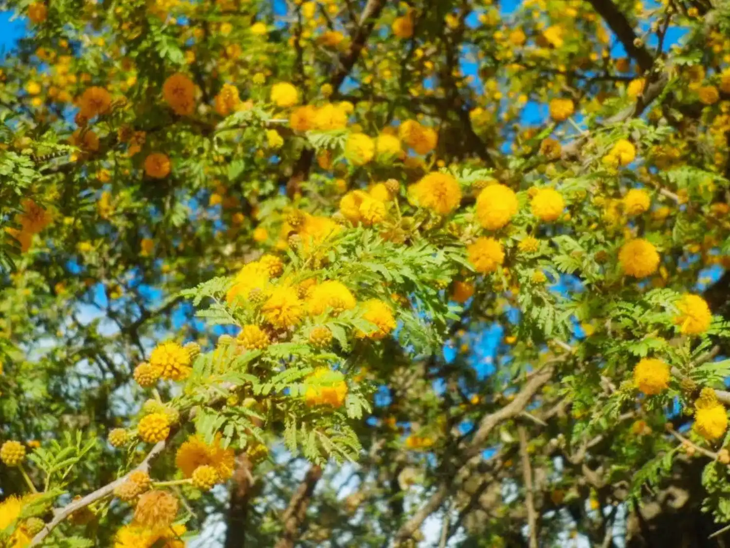 El museo provincial Antonio Serrano celebrará el Día del Árbol Entrerriano