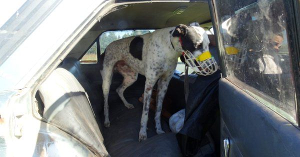 Mar del Plata: Dos detenidos por organizar carreras de galgos