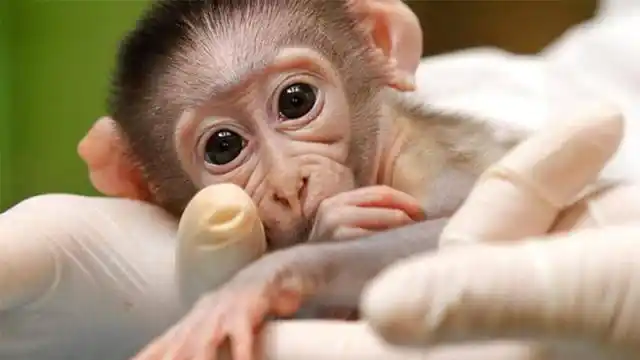 Implantan en monos genes que intervienen en el desarrollo del cerebro humano