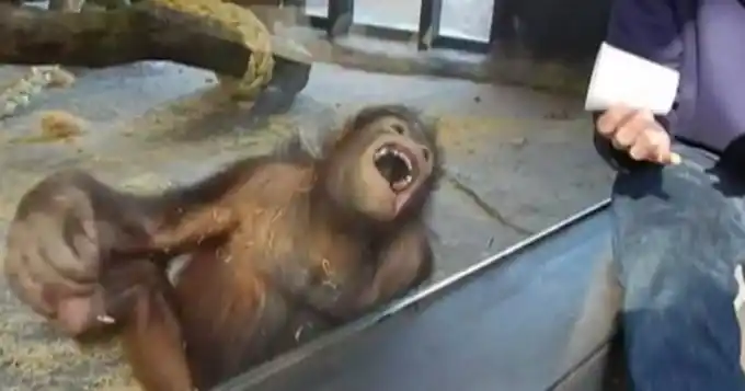 Un orangutan se "descostilla" de la risa con truco de magia
