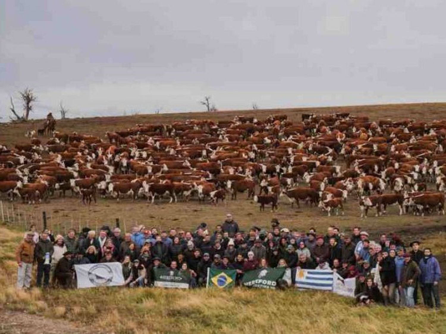 Hereford