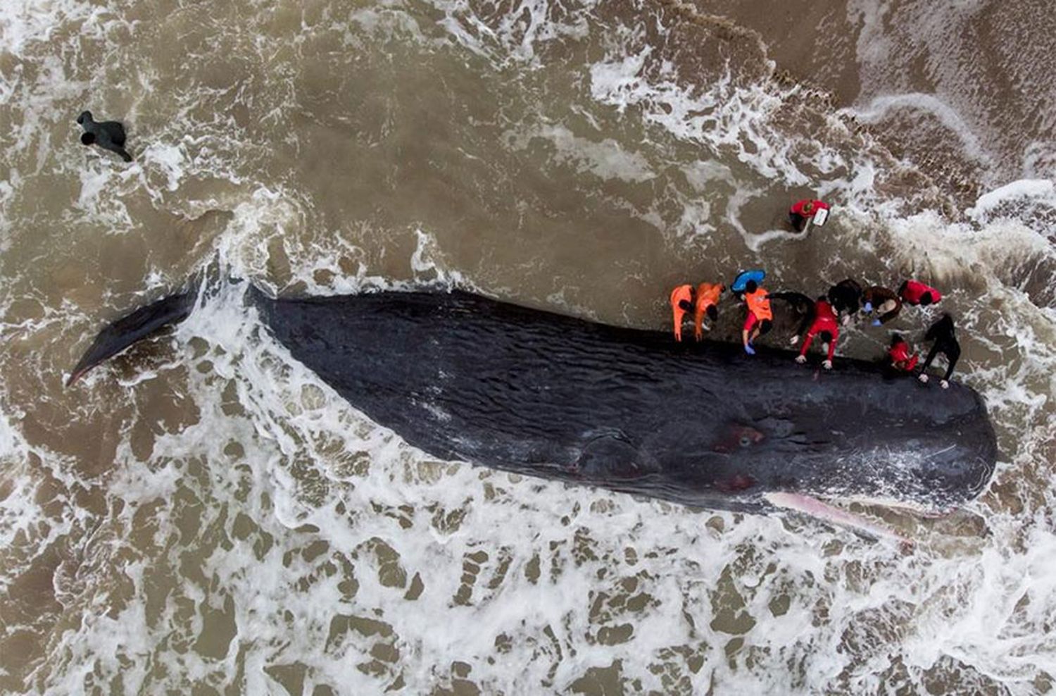 Enterrarán en la playa al cachalote que murió varado al norte de Santa Clara del Mar