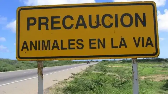 La tragedia en la Ruta 39 reabrió el debate: ¿quién se hace cargo de los animales sueltos?