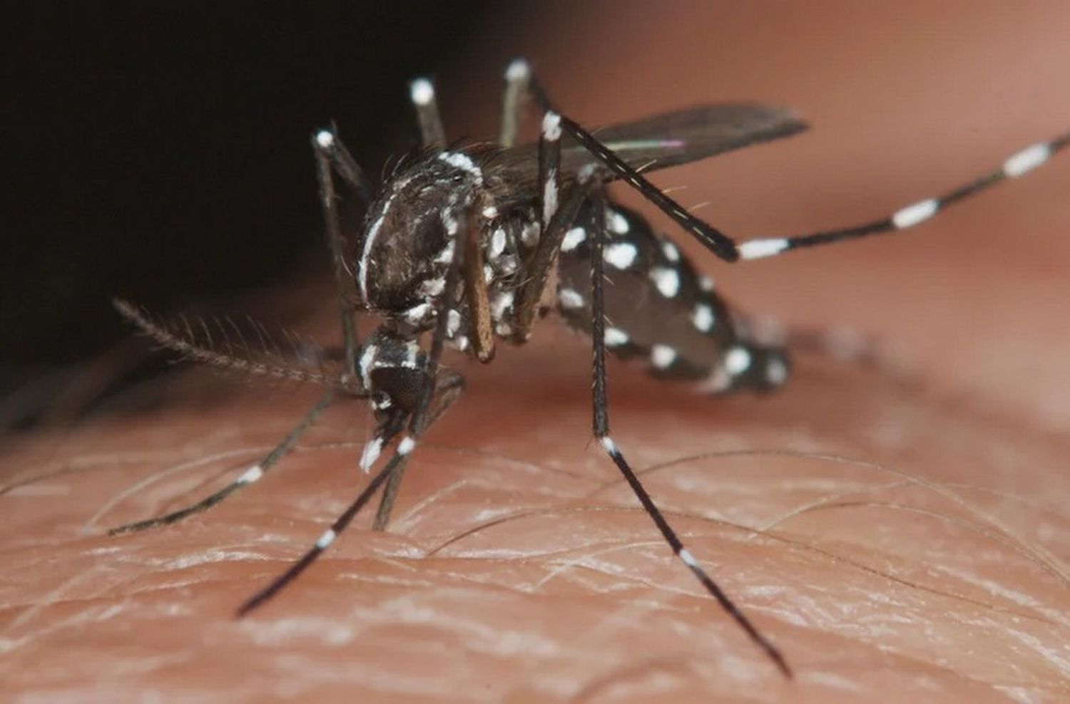 Dengue: "Hay que trabajar para prevenirlo, pero no comparar a Mar del Plata con lo que pasó en el conurbano o el norte"