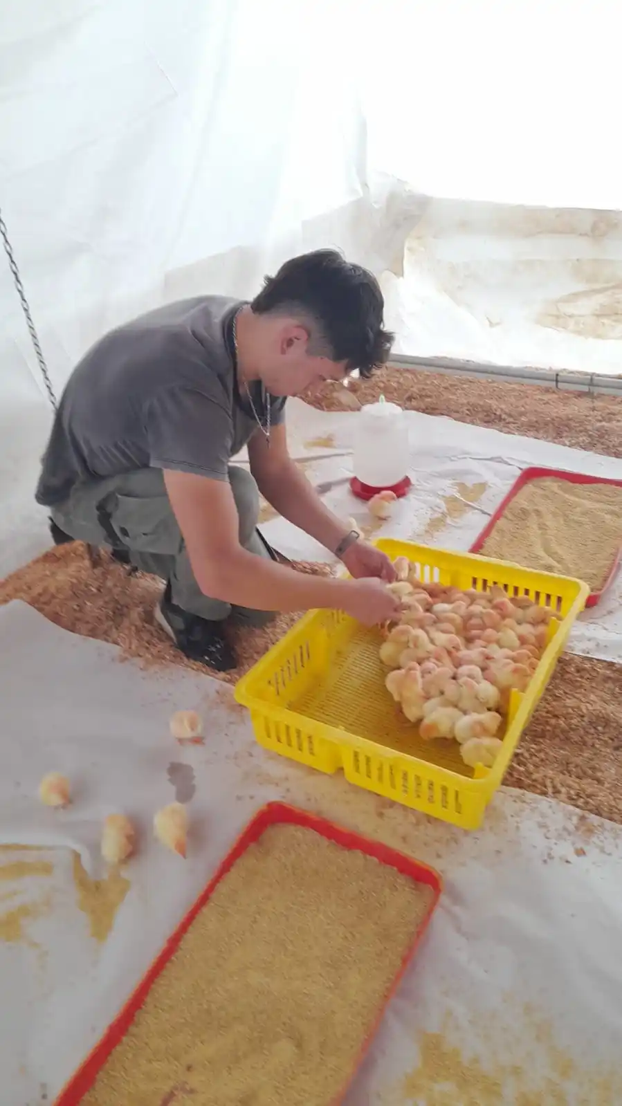 Abrió la inscripción para la Tecnicatura Universitaria en Granja y Producción Avícola