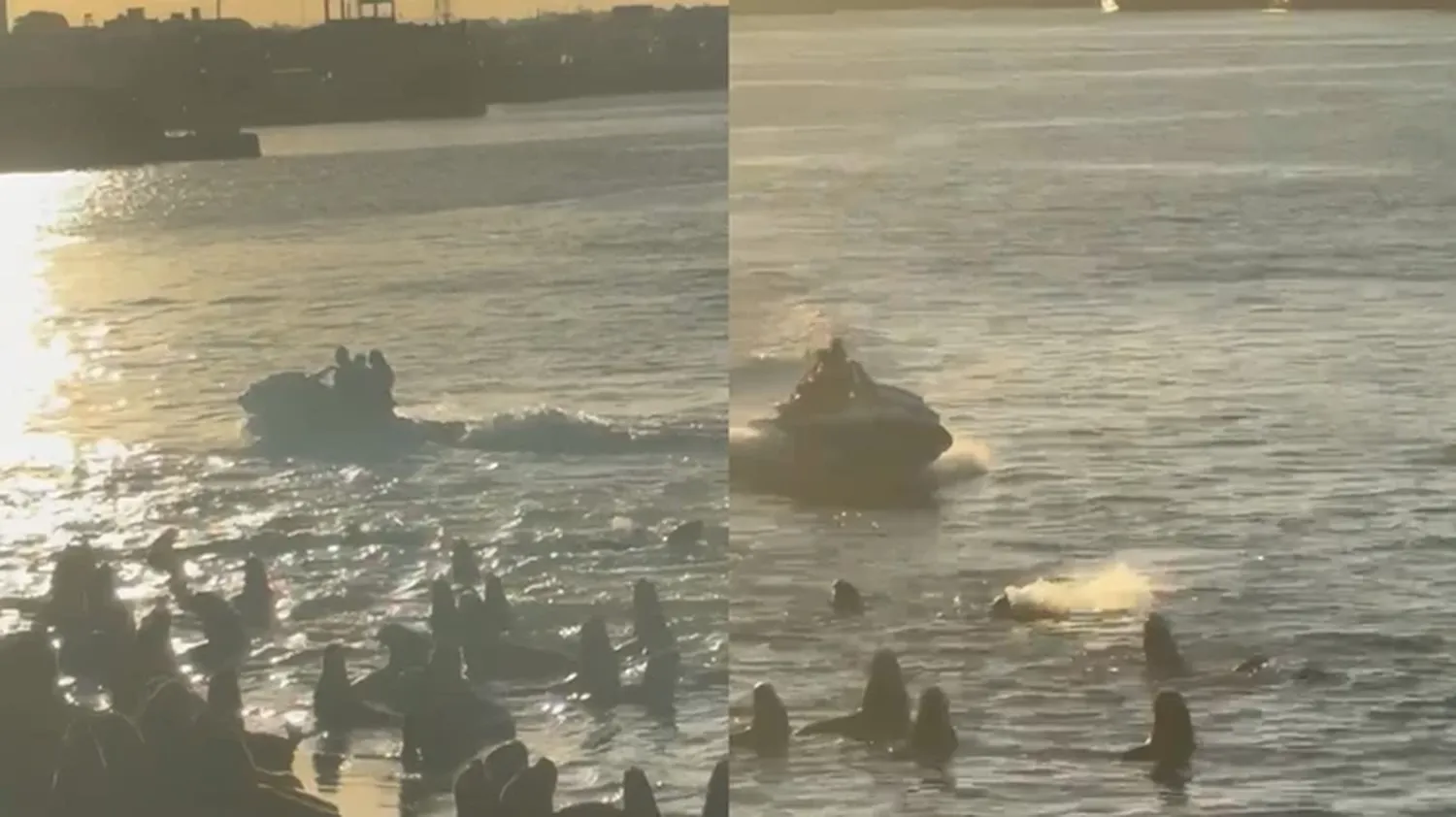 Video: una familia en moto de agua causó malestar entre los lobos marinos en Mar del Plata