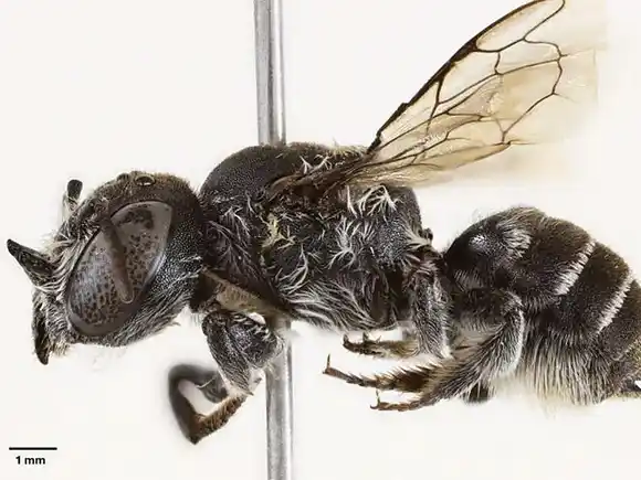 AUSTRALIA y sus especies raras: científicos descubren una abeja "lucifer" con cuernos