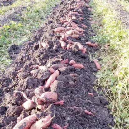 Ensayos en San José de Feliciano: distintos fertilizantes mejoraron el ...