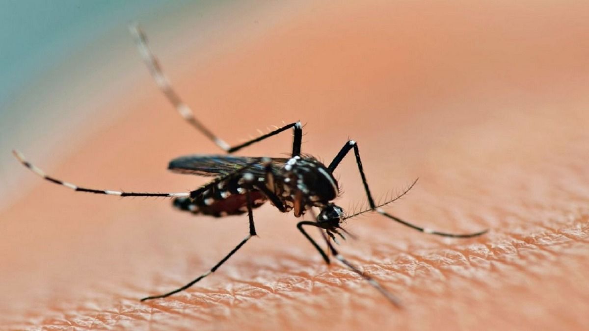 El dengue llegó a Pinamar: Primer caso importado en la comuna