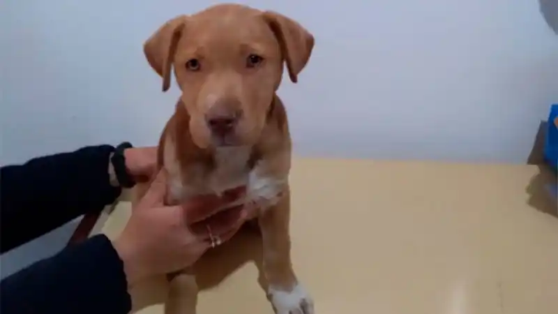 Dos niños robaron un cachorrito y pidieron rescate de $8 mil a su dueña