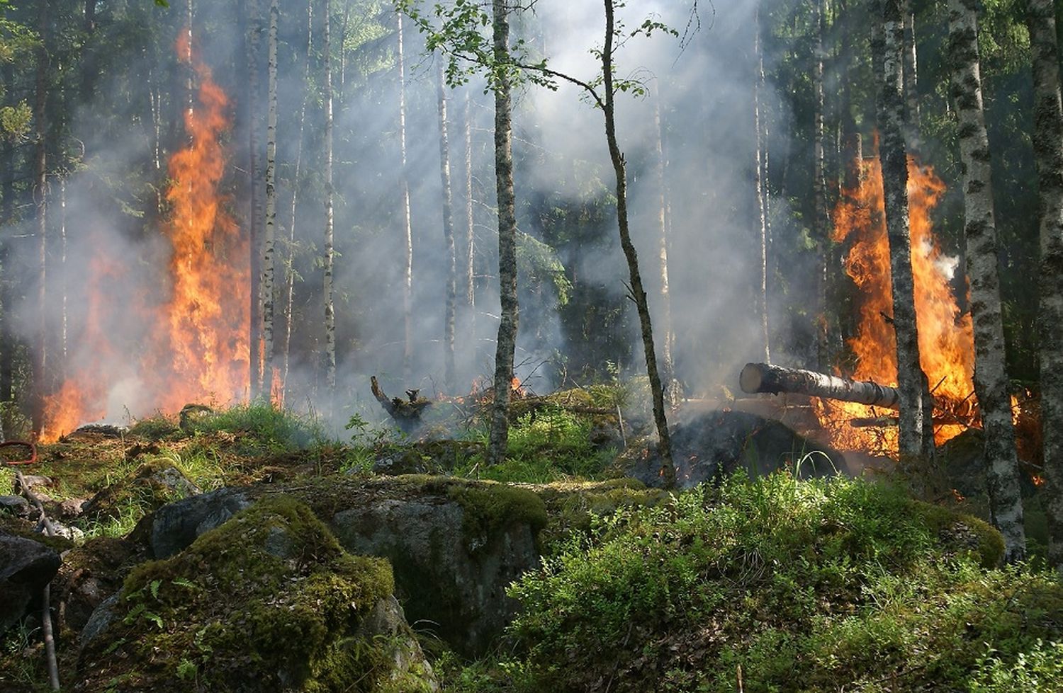 Un estudio vinculó deforestación tropical con 28.000 muertes anuales por calor