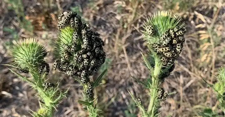 El INTA confirmó el efecto tóxico del 7 de Oro como responsable de las muertes en el ganado