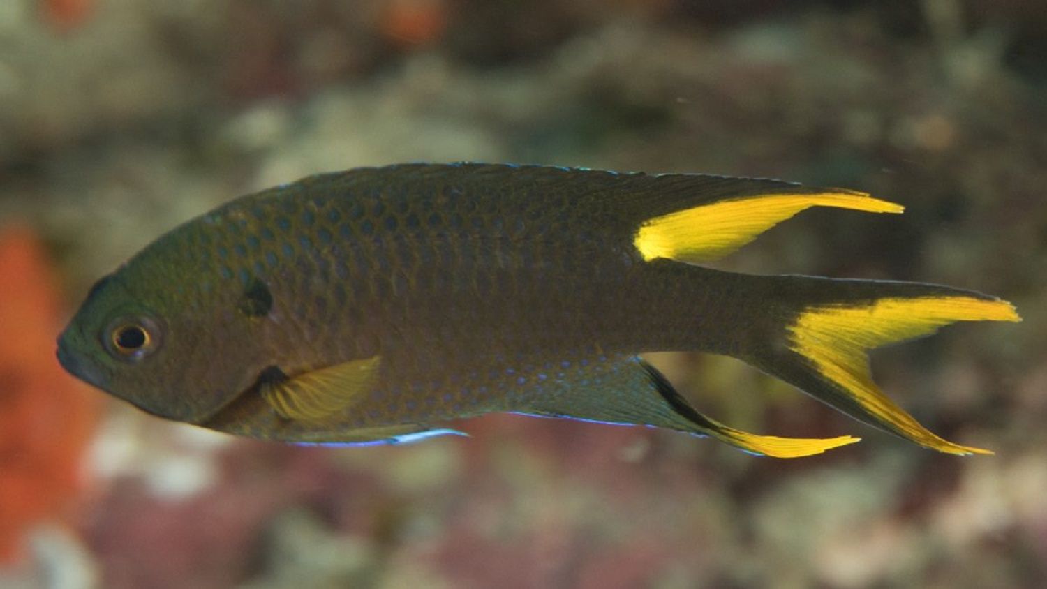 ¡YA NO ES SOLO EL PEZ LEÓN! Descubren en aguas de Venezuela La Damisela Real, nueva especie depredadora