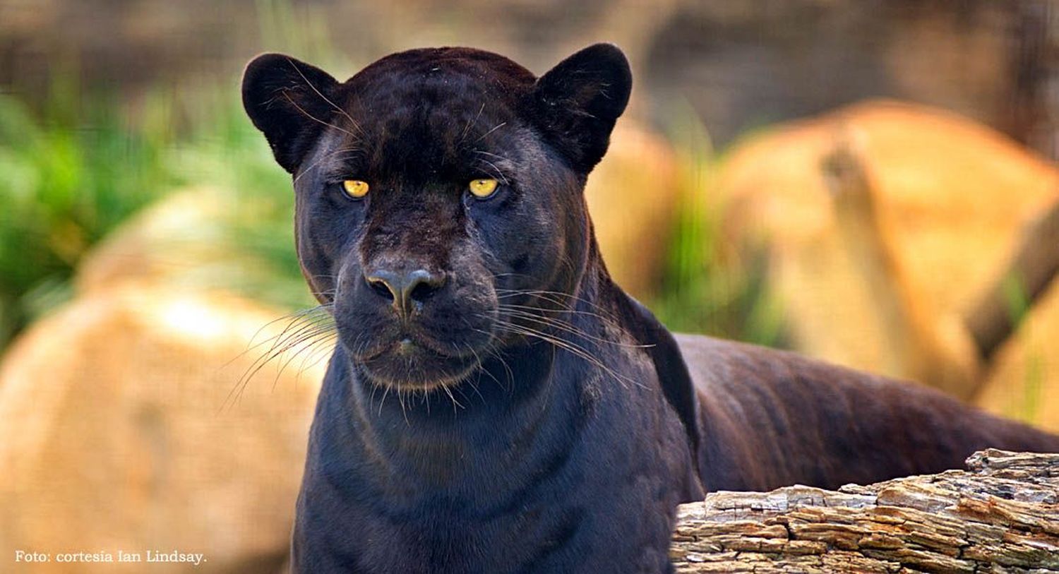Yaguareté negró: la pantera americana