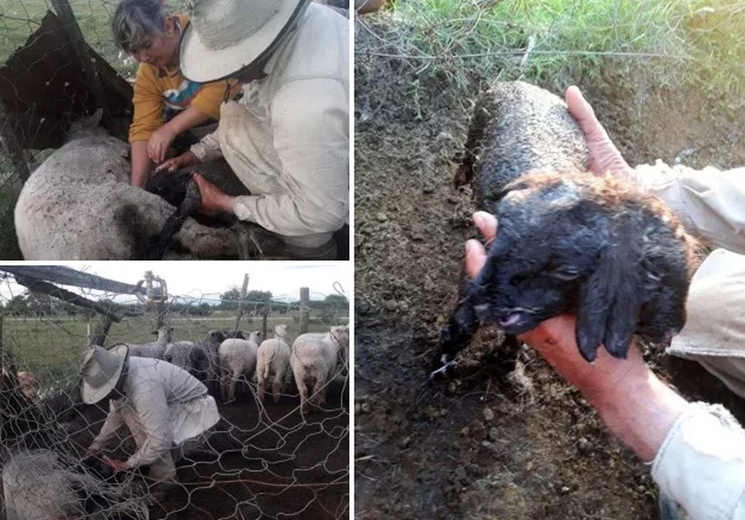 Fortín Olmos: nació un corderito con dos cabezas