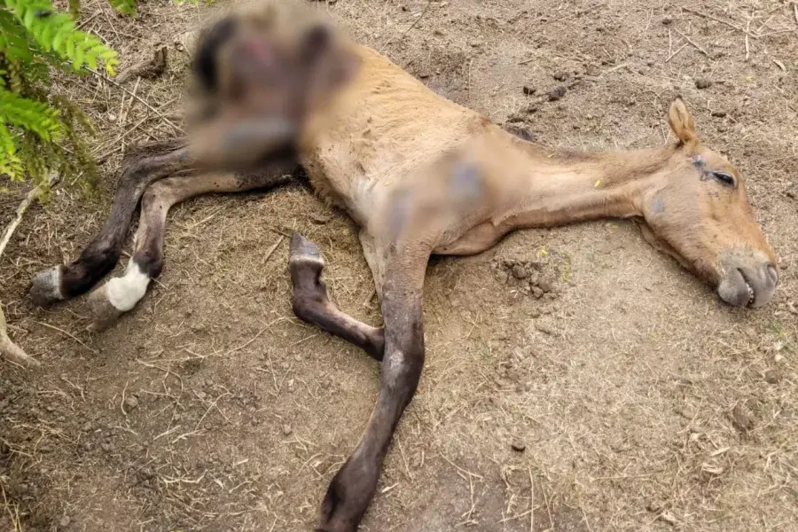 Grave hallazgo en Aurelia: encontraron animales con evidentes signos de maltrato