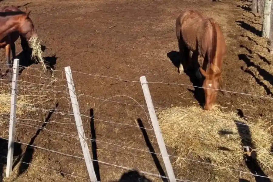 El municipio secuestró 14 caballos en la vía pública