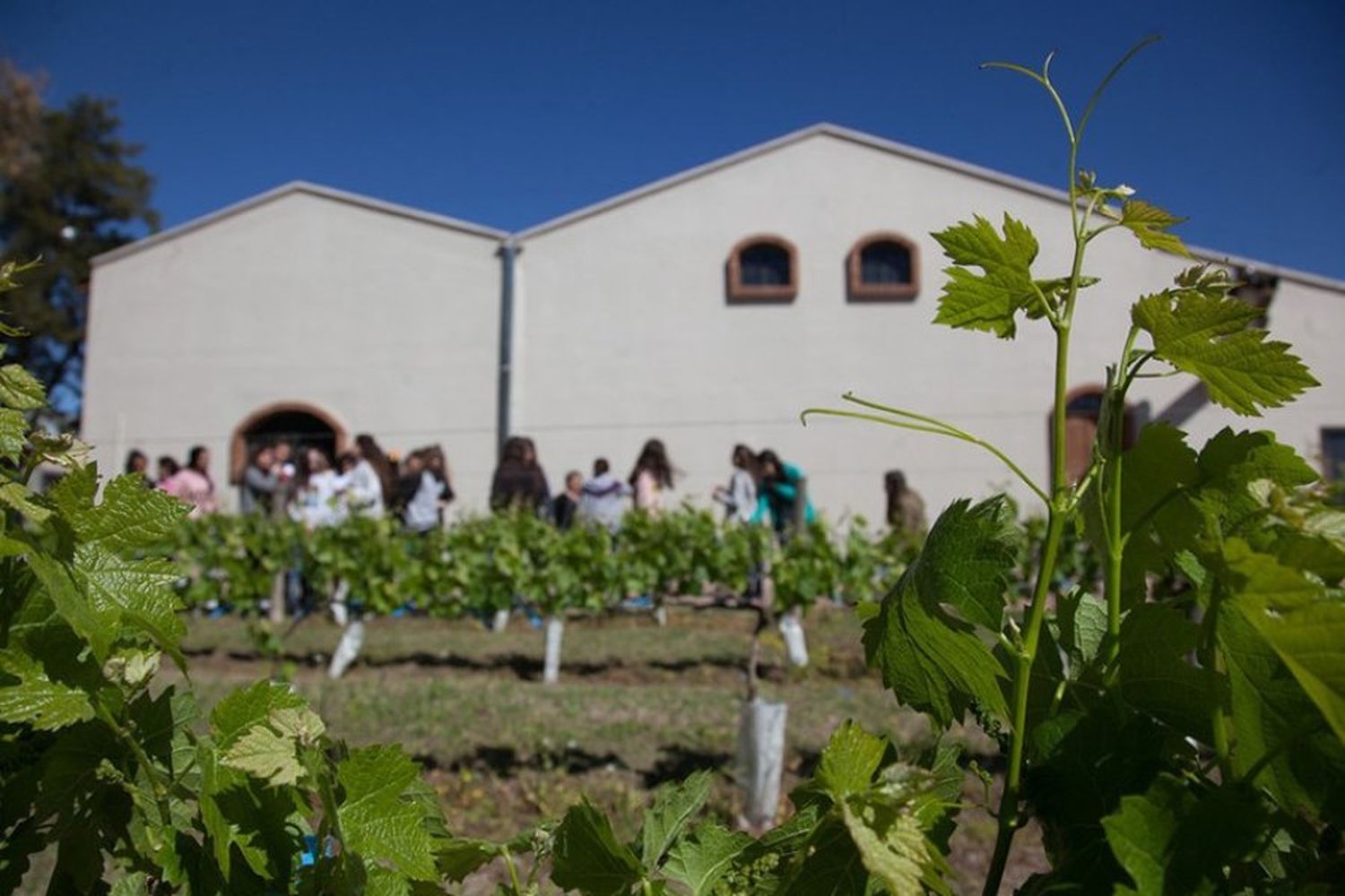 Un turista murió al caer en una pileta de molienda en una bodega de San Rafael